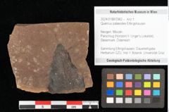 Foto (Objekt + Etikett) von Quercus palaeoilex Ettingshausen (NHMW-GEO-2024-0188-0962)
